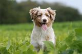 BERGER AUSTRALIEN PUPPIES 785